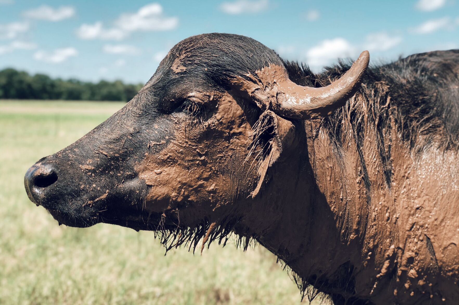 Water Buffalo